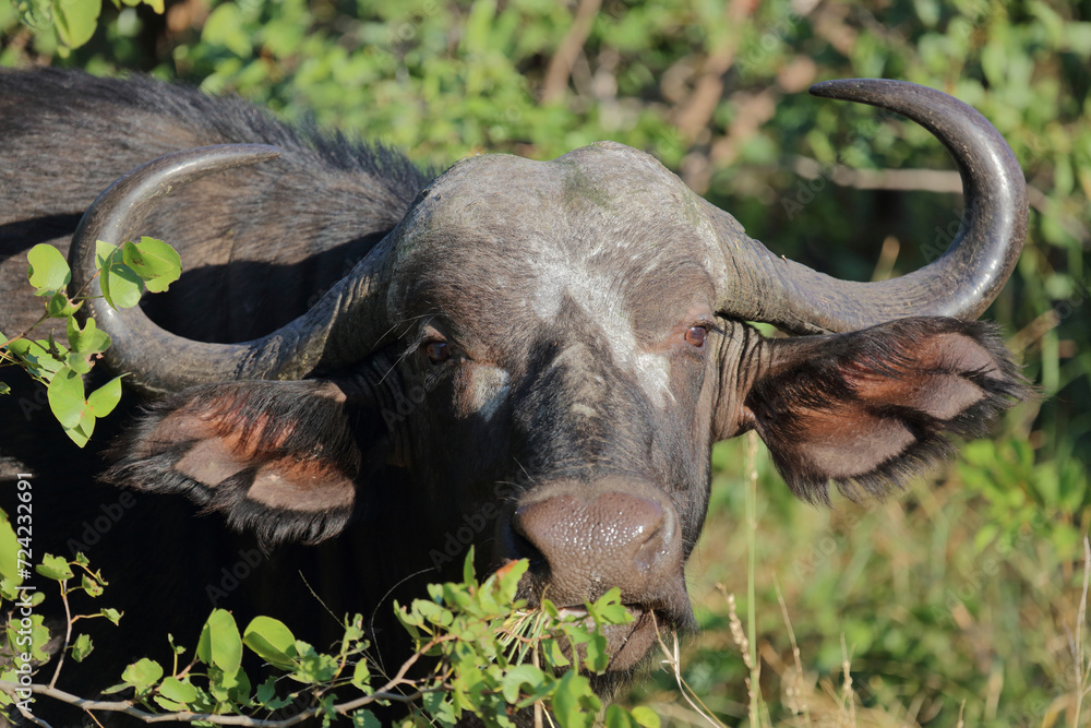 Obraz premium Kaffernbüffel / African buffalo / Syncerus caffer
