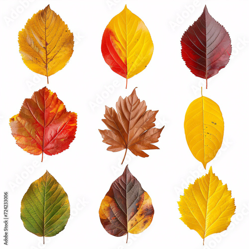 Autumnal Mosaic: A Collection of Vibrant Fall Leaves in a Spectrum of Colors, isolated on white background with full depth of field and deep focus fusion 