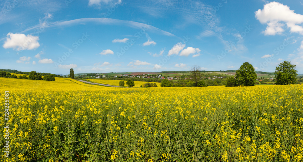 Spring rapeseed yellow blooming fields - obrazy, fototapety, plakaty 