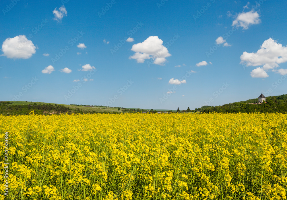 Spring rapeseed yellow blooming fields view, blue sky with clouds in sunlight. Pyatnychany tower (defense structure, 15th century) on far hill slope.