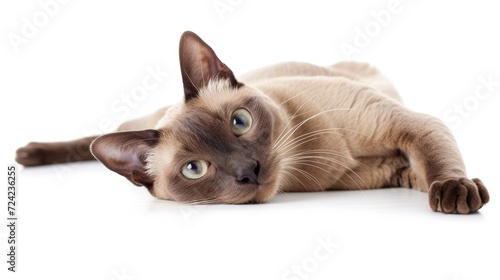 Adorable chocolate point Burmese cat kitten, laying down facing front. Looking towards camera. Isolated on a white background. photo