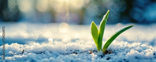 Young green sprout from the...