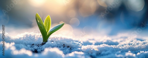 Young green sprout from the...