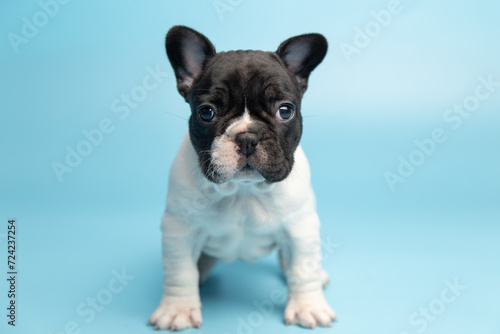 cute funny black and white french bulldog puppy on blue background looking at the camera with place for text and copy space banner. funny animals concept