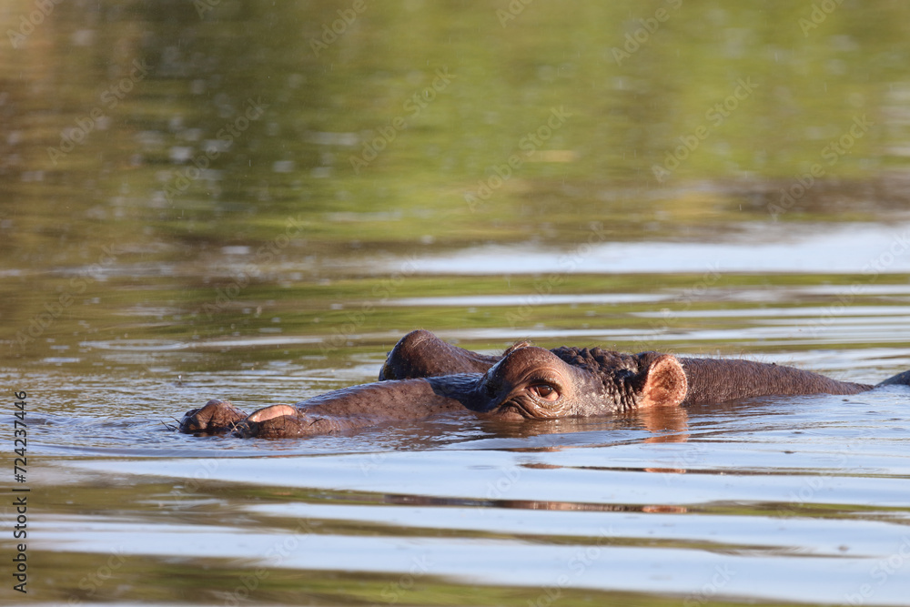 Fototapeta premium Flußpferd / Hippopotamus / Hippopotamus amphibius
