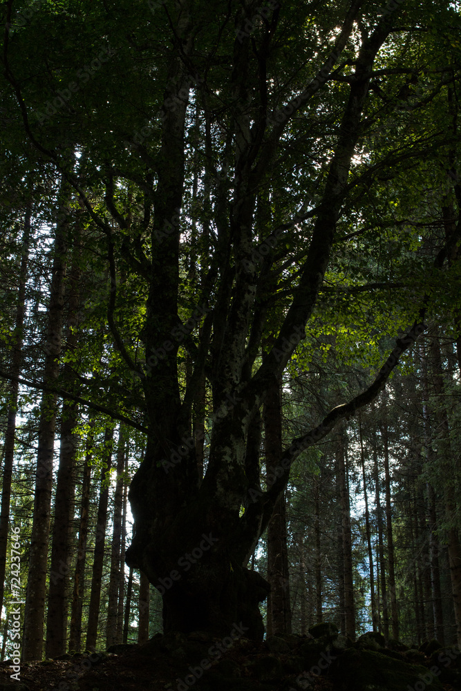 Obraz premium Faggio