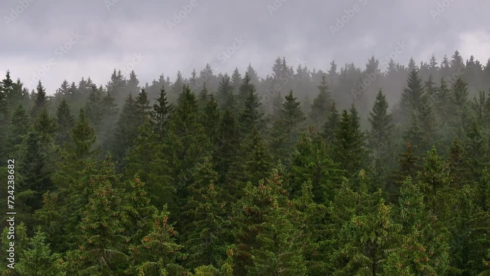 Cinematic drone ascent revealing the treetops amidst enveloping fog, telephoto lens capturing the scene Cinematic drone ascent revealing the treetops amidst enveloping fog, telephoto lens capturing the scene