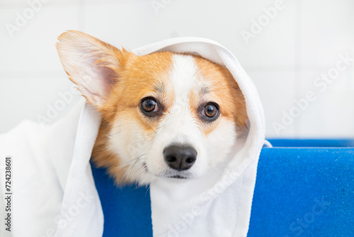 Cute red and white small Pembroke Welsh Corgi puppy after shower. Happy little dog. Concept of Eco-friendly Pet Hair Removal care, animal life, health, show, dog breed. dog in a towel after grooming © yana136