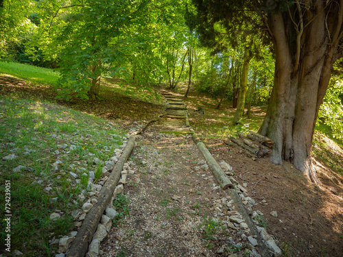 Sentiero nel bosco photo