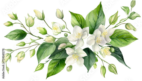 watercolor  jasmine flowers clipart photo
