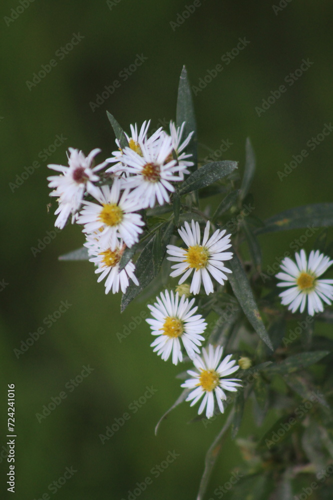 Fototapeta premium daisy flower