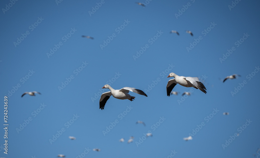 Obraz premium Snow geese (Anser caerulescens) fly against a blue-sky background on spring migration North stop at Middle Creek Wildlife Management Area in Lancaster County, Pennsylvania