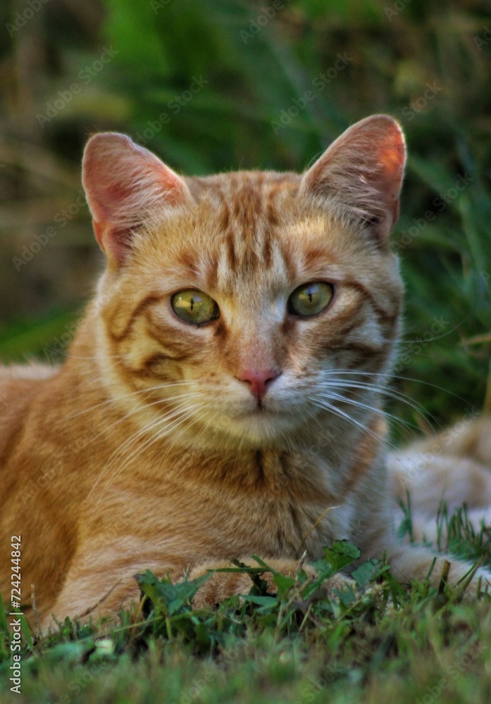 Obraz premium cat on grass