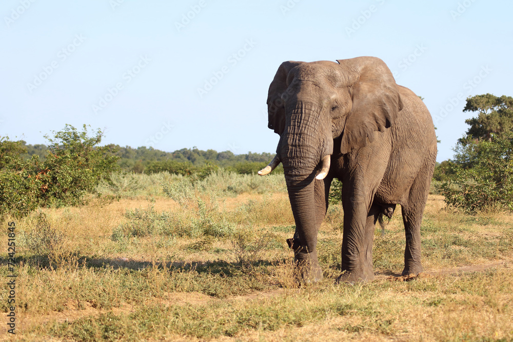 Fototapeta premium Afrikanischer Elefant / African elephant / Loxodonta africana