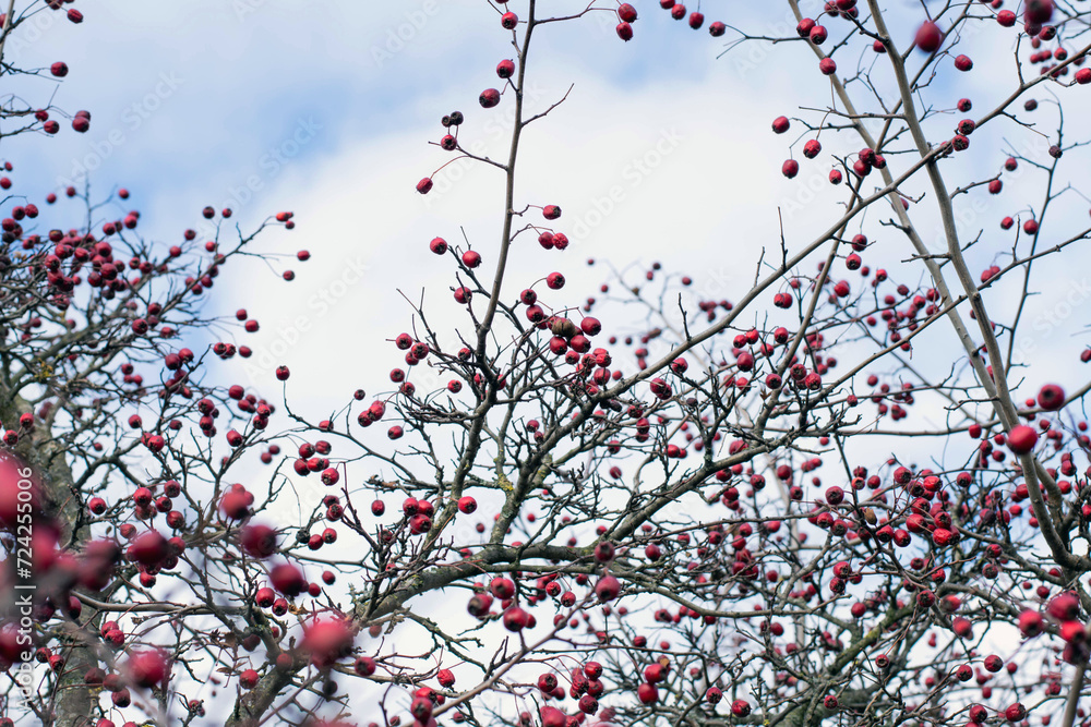 Blurred image of hawthorn branches with red fruits against the sky. Blurred image of hawthorn branches with red fruits against the sky.