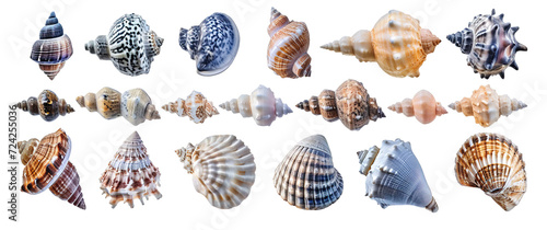 Collection set of conch and sea shells over isolated transparent background