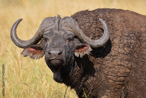 Kaffernb  ffel   African buffalo   Syncerus caffer