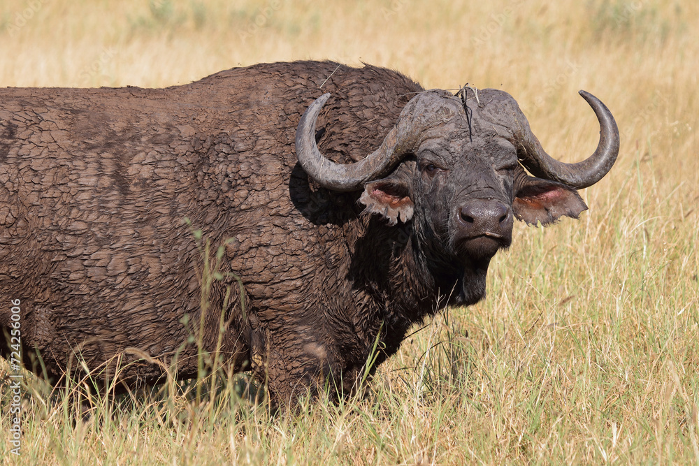 Kaffernbüffel / African buffalo / Syncerus caffer Kaffernbüffel / African buffalo / Syncerus caffer