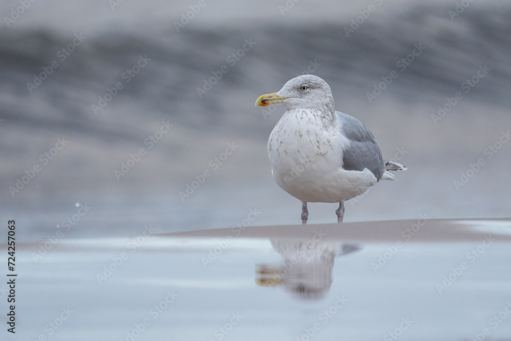 Möwe am Strand Möwe am Strand