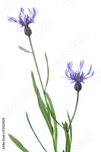 Graceful mountain centaury flowers isolated on white