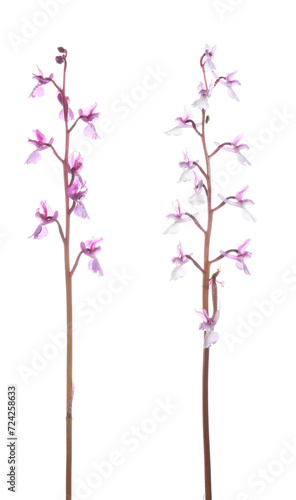 Orchid Cephalanthera Rubra Stems Isolated on White photo