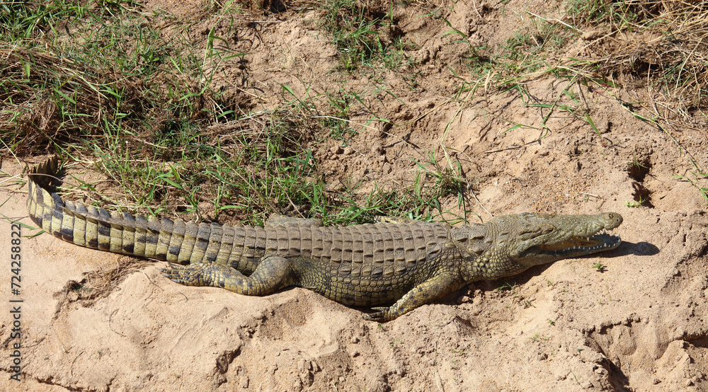 Nilkrokodil / Nile crocodile / Crocodylus niloticus Nilkrokodil / Nile crocodile / Crocodylus niloticus