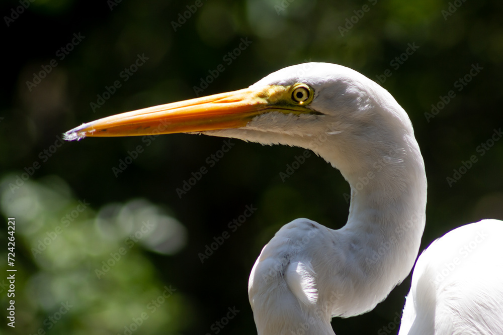 Egret - Egrets are herons, generally long-legged wading birds, that have white or buff plumage, developing fine plumes (usually milky white) during the breeding season. Egret - Egrets are herons, generally long-legged wading birds, that have white or buff plumage, developing fine plumes (usually milky white) during the breeding season.