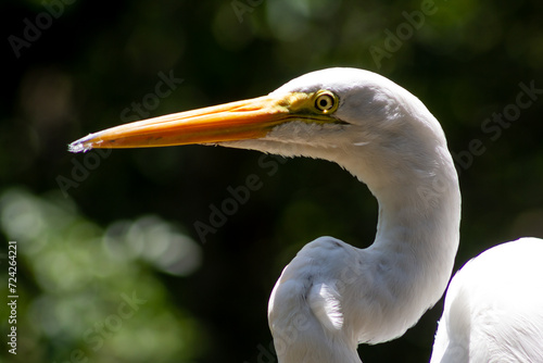 Egret - Egrets are herons, generally long-legged wading birds, that have white or buff plumage, developing fine plumes (usually milky white) during the breeding season. 
