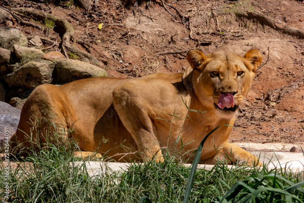 Naklejka premium The lion (Panthera leo) is a large cat of the genus Panthera, native to Africa and India.