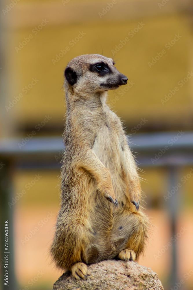 Fototapeta premium Suricata suricatta - The meerkat (Suricata suricatta) or suricate is a small mongoose found in southern Africa.