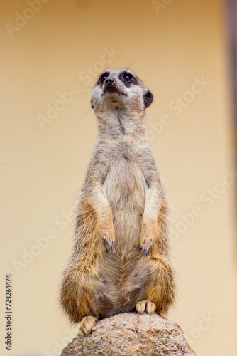 Suricata suricatta - The meerkat (Suricata suricatta) or suricate is a small mongoose found in southern Africa.