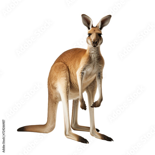Full body portrait of an Australian kangaroo standing, isolated on white background © The Stock Guy
