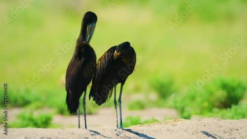 A couple of African Openbill (Anastomus lamelligerus ) perched on a stone in Sub-Saharan Africa.