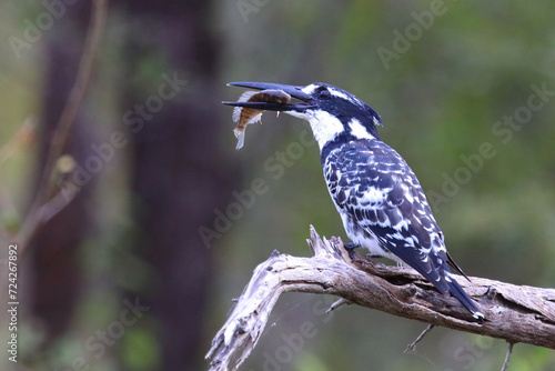 Graufischer / Pied kingfisher / Ceryle rudis.