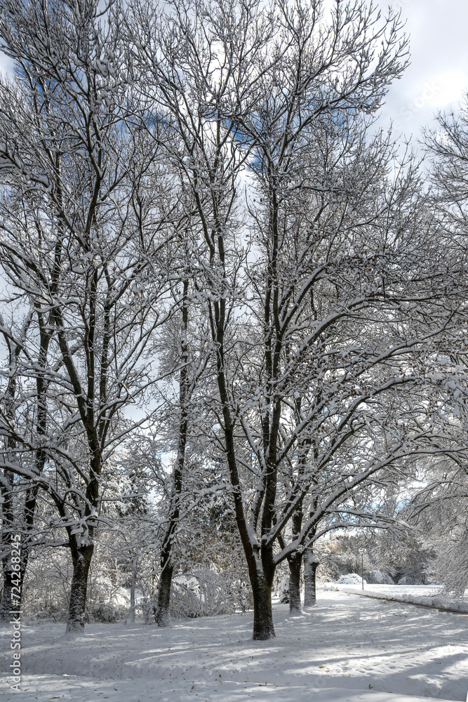 Winter Landscape of South Park in city of Sofia, Bulgaria Winter Landscape of South Park in city of Sofia, Bulgaria