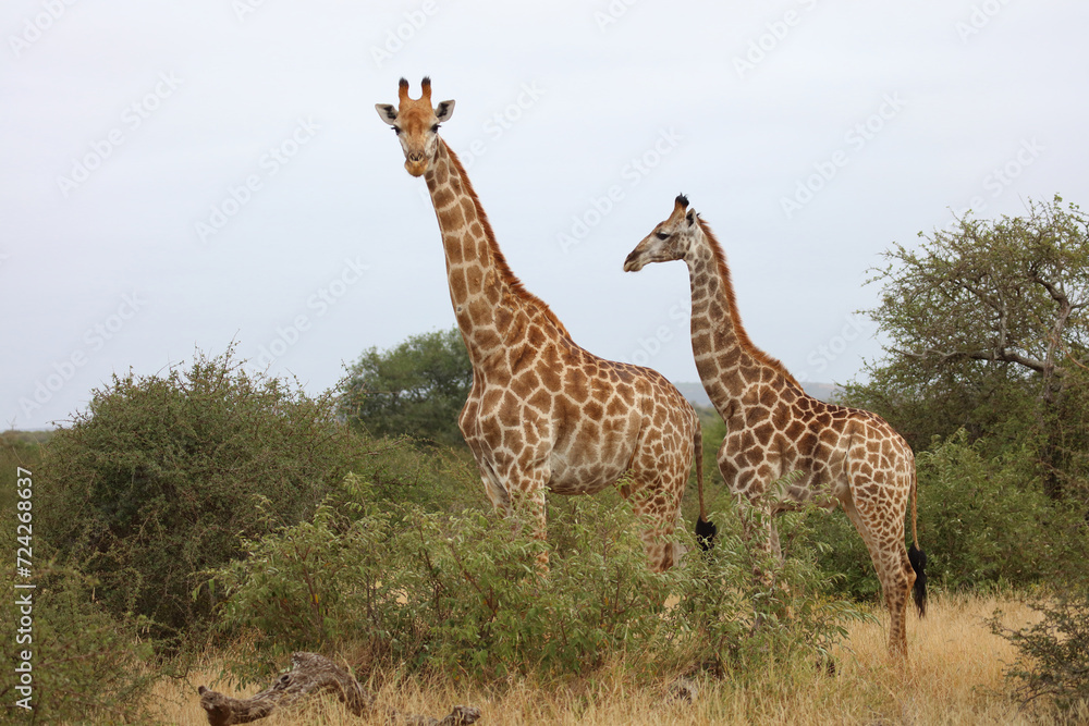 Obraz premium Giraffe / Giraffe / Giraffa camelopardalis