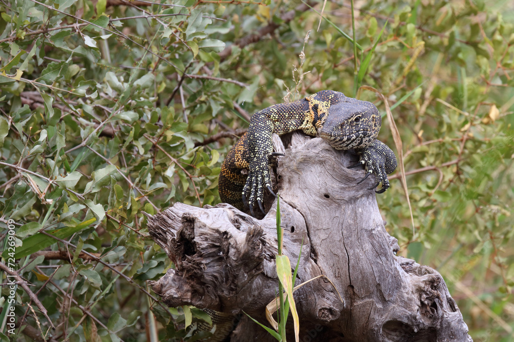 Nilwaran / Nile monitor / Varanus niloticus Nilwaran / Nile monitor / Varanus niloticus