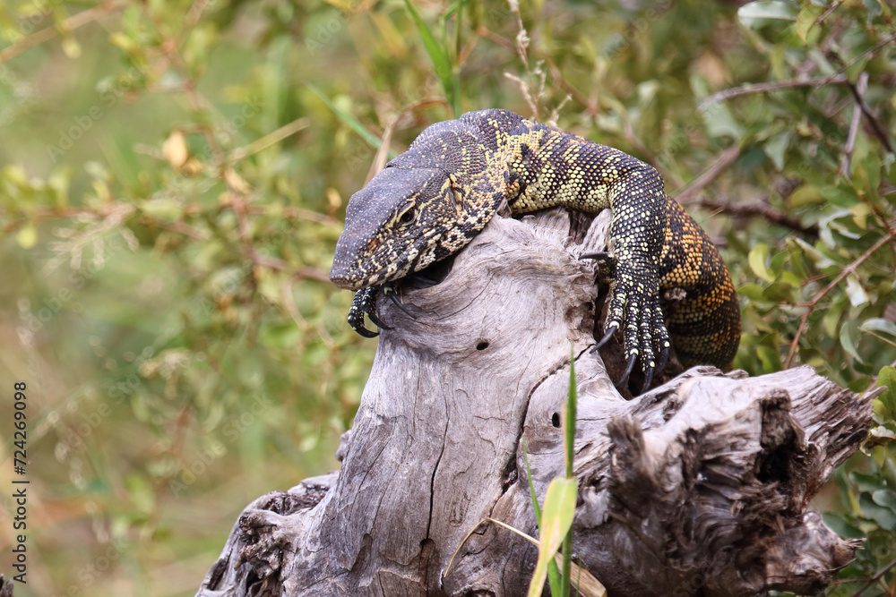 Naklejka premium Nilwaran / Nile monitor / Varanus niloticus