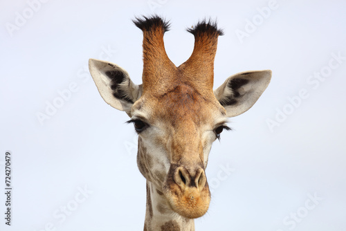 Canvas Print Giraffe / Giraffe / Giraffa camelopardalis