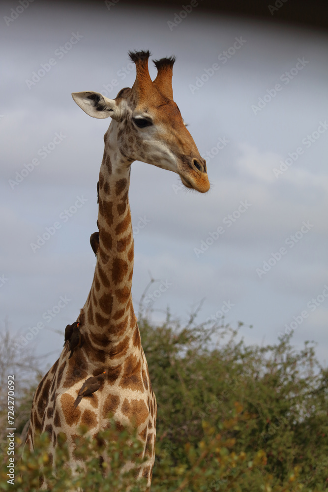 Obraz premium Giraffe / Giraffe / Giraffa Camelopardalis