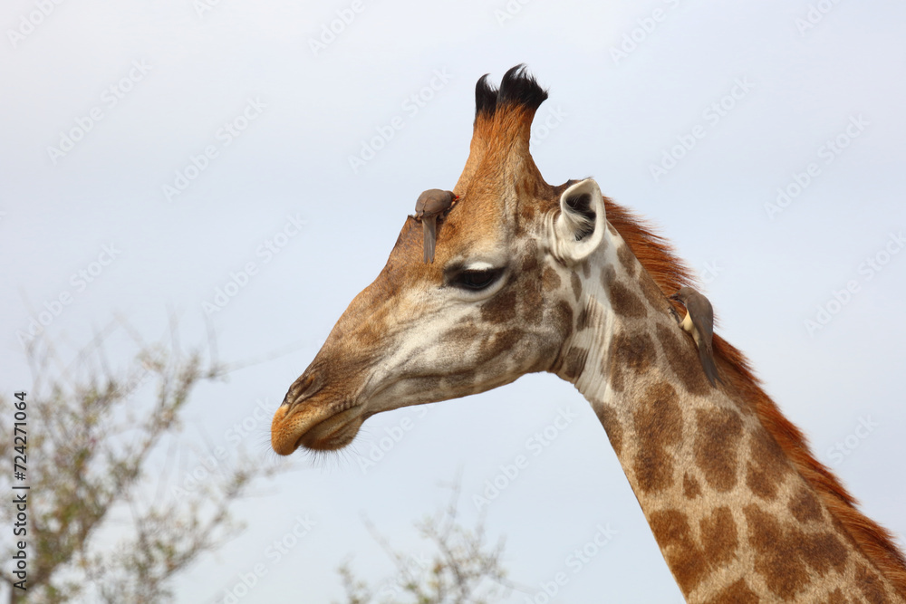 Fototapeta premium Giraffe / Giraffe / Giraffa Camelopardalis