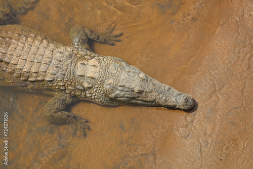 Fotografija Nilkrokodil / Nile crocodile / Crocodylus niloticus