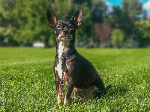 A little black Chihuahua casually lounging in the park, sitting on the green grass.