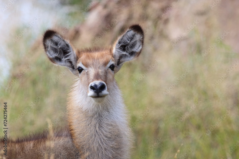 Fototapeta premium Wasserbock / Waterbuck / Kobus ellipsiprymnus..