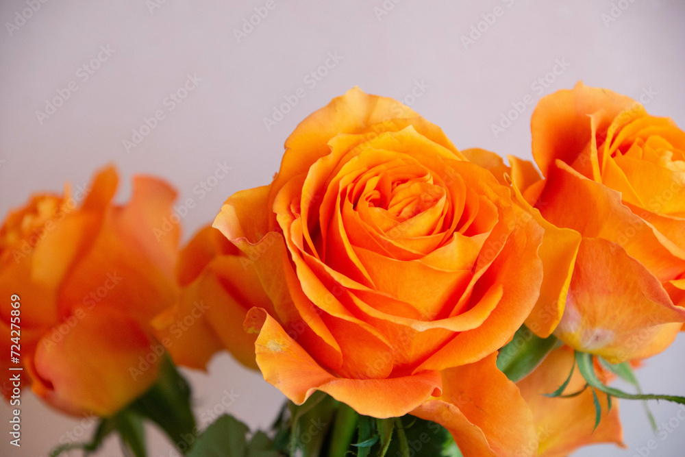 オレンジ色の薔薇