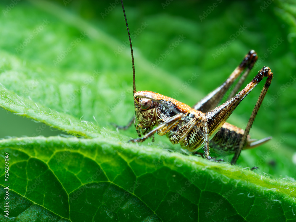 Pholidoptera griseoaptera Pholidoptera griseoaptera
