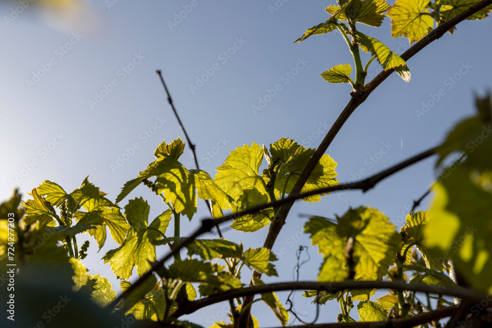 green foliage of grapes in the orchard green foliage of grapes in the orchard