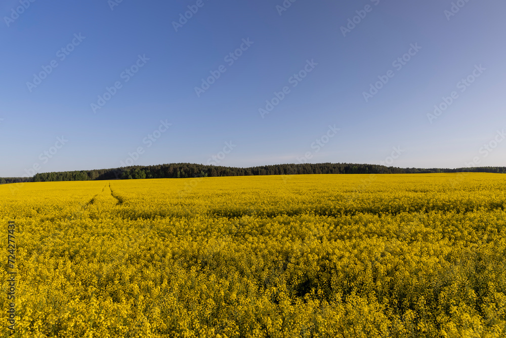 beautiful flowering field with yellow rapeseed flowers beautiful flowering field with yellow rapeseed flowers