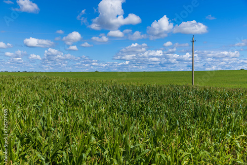 a field for harvesting corn grain