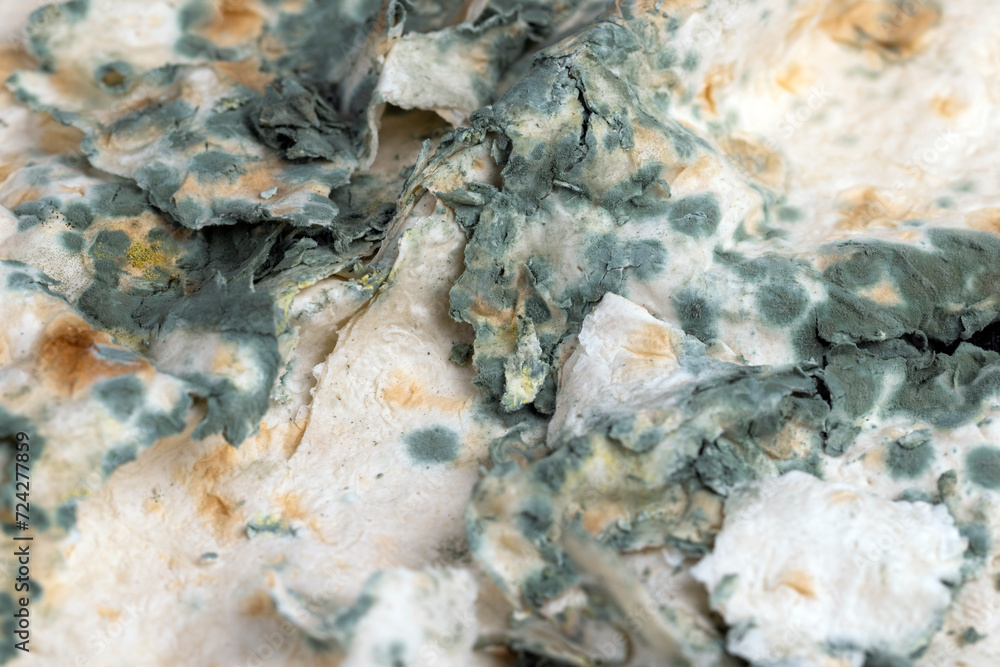 mold-covered spoiled thin wheat pita bread mold-covered spoiled thin wheat pita bread